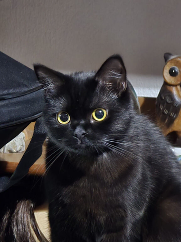 Bombay 8 months female cat