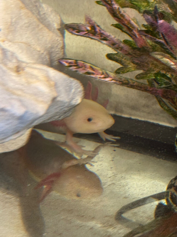 Axolotl and Tank for sale