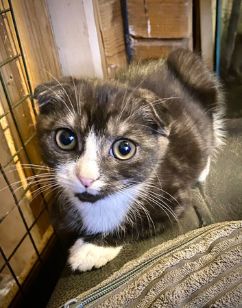 Scottish Fold Boy &ndash; Playful, Confident & Full of Character