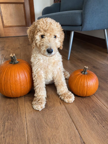 READY NOW LAST ONE! Goldendoodle Boy Puppy