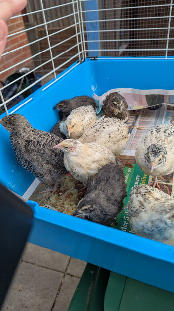 Quails looking for home