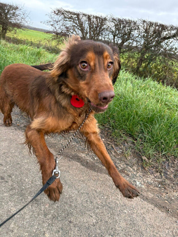 Male Choc and Tan Sprocker