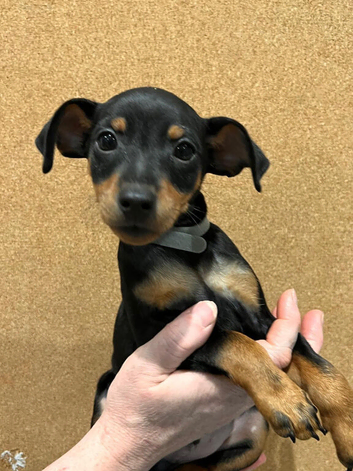 Beautiful Purebred Miniature Pinscher Puppies - Boys & Girls