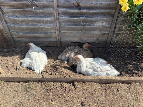4 hens