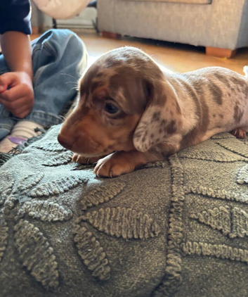 dappled  short-haired boy