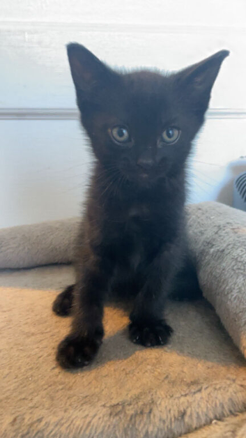 Grey tabby,grey and black kittens