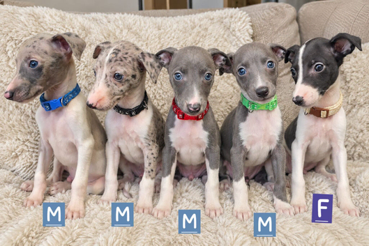 Beautiful Whippet Puppies