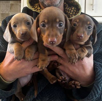 Miniature daschund pups