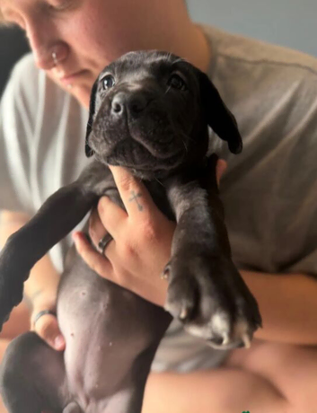 READY TO VIEW Pure Breed Cane Corso Puppy&rsquo;s