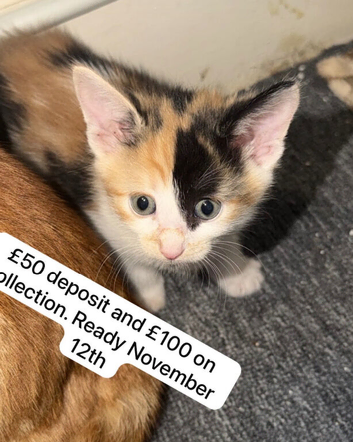 3 kittens for sale
