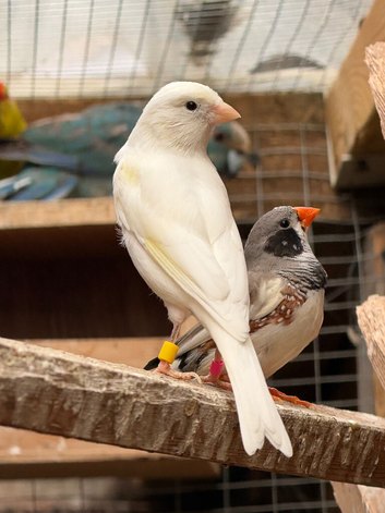 Stunning canaries