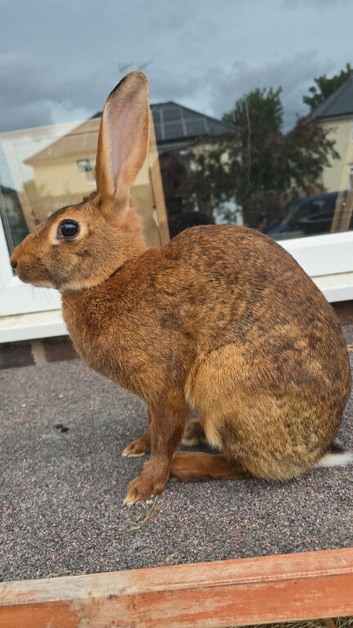 Beautiful bucks hare type