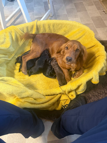 Cocker spaniel puppies