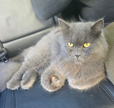British longhair