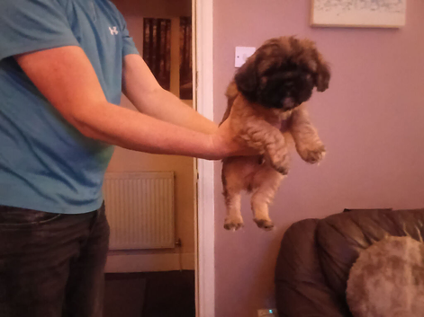 Puppys for sale