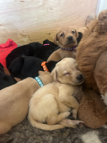 READY 11TH JULY KC REG BLACK AND YELLOW LABRADOR PUPPIES