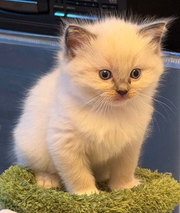 3 kittens 5 weeks old