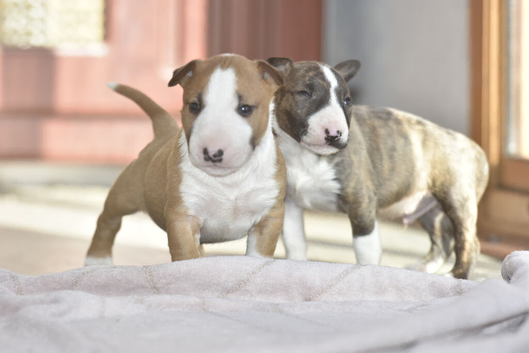 Excellent miniature bull terrier puppies