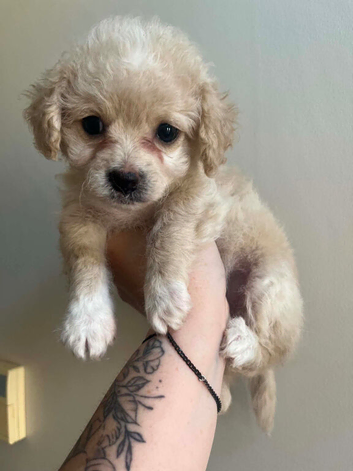 Cavapoochon x Cockerpoo