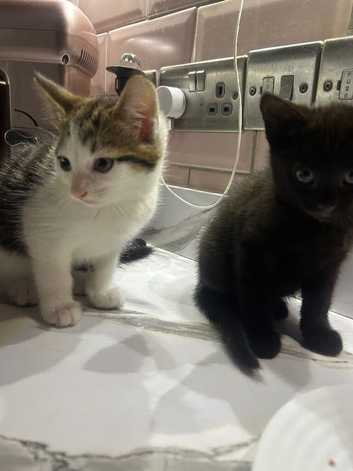 2 beautiful playful kittens
