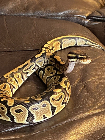 male and female Royel pythons