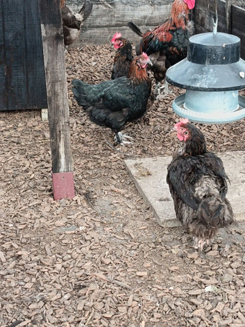 Copper maran hens