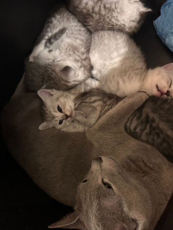 Russian blue mix