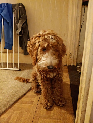Female cockapoo 6 month old