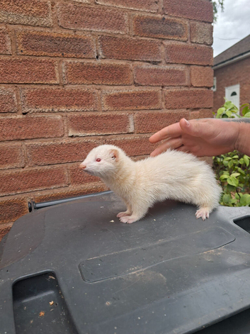 jill ferrets