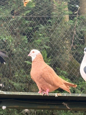 Afghan pigeons