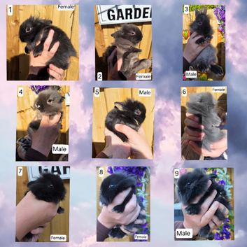Baby Lionhead x Netherland Dwarf Bunnies