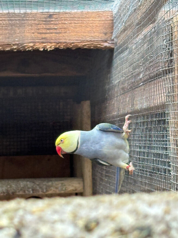 Breeding pair of ringnecks