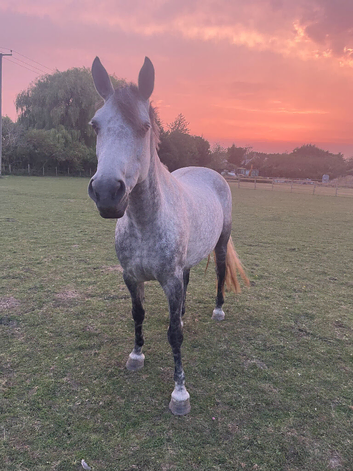 Kind, Loving Companion Home Wanted for Special Welsh B Mare