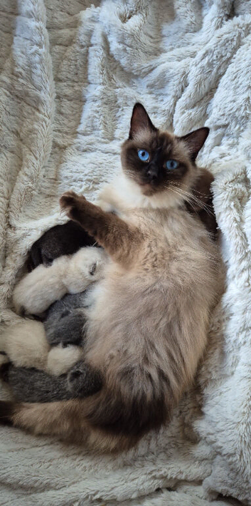 Ragdoll x British short hair kittens