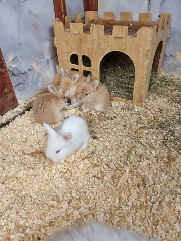 Loving little angora baby rabbits