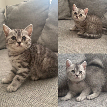 Three BSH registered kittens