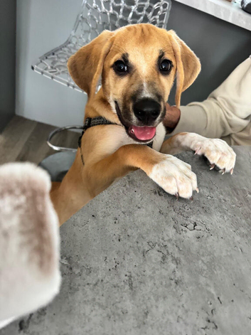 4 month old fox hound mixed breed