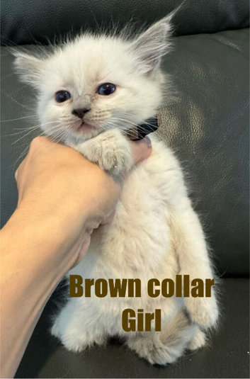Ragdoll kittens blue point