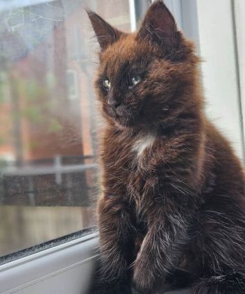 Main Coon Registered Polydactyl Female and 2 Males