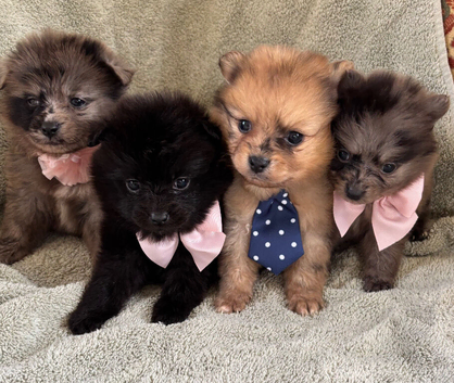 Beautiful Merrill puppies