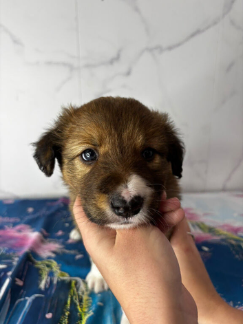 Stunning Merle Border Collie puppies for sale