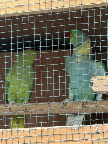 Ringneck breeding pair