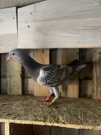 Syrian pigeons for sale in Grimsby