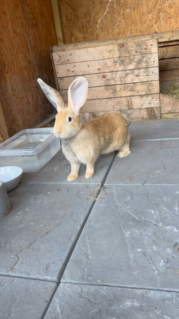 Lovely young female continental giant rabbit