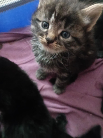 Beautiful kittens