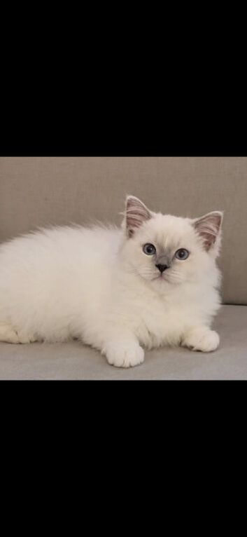 Gccf show breed lilac mitted eu boy
