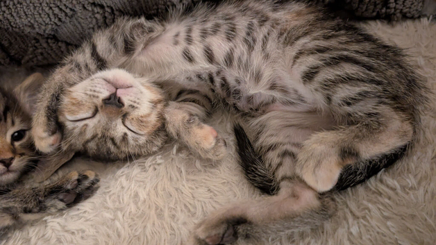Gizmo the super social kitten