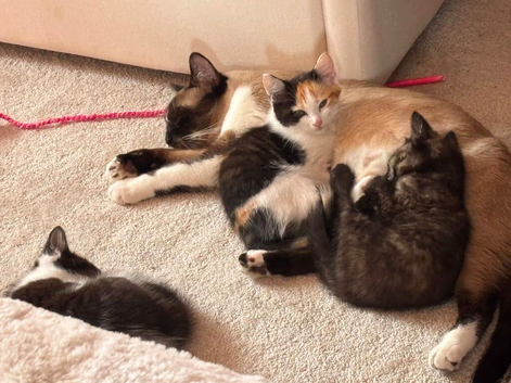 Kittens for for sale