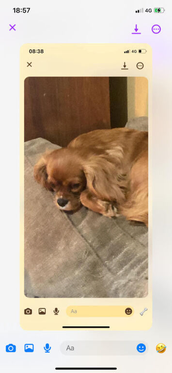 Beautiful Ruby KC cavalier