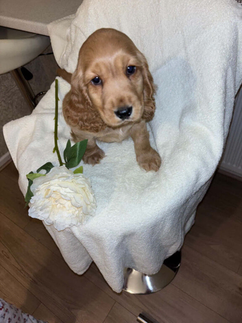 Puppy